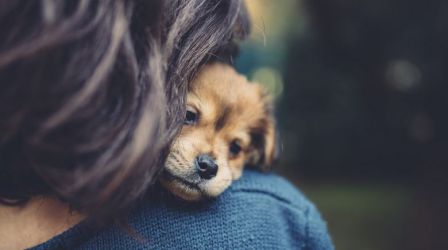 自宅で簡単！犬の遺伝子検査サービス | Pontely（ポンテリー）