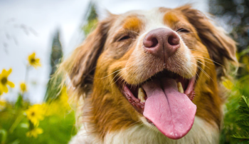 自宅で簡単！犬の遺伝子検査サービス | Pontely（ポンテリー）